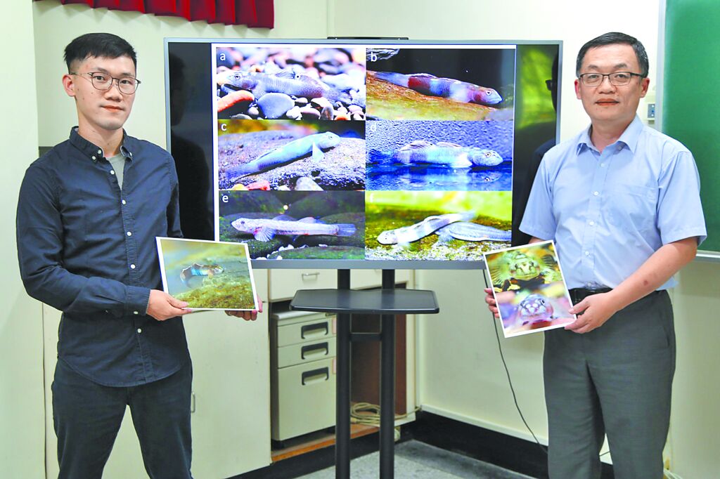 中山大學發現新魚種 命名紋面韌鰕虎 致敬原民紋面